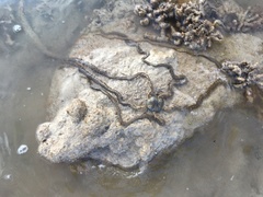 Macrophiothrix