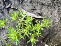 Siloxerus multiflorus