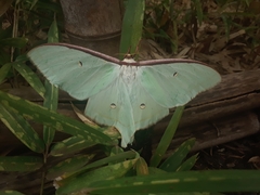 Actias