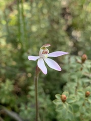 Caladenia