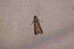 Acrobasis tricolorella