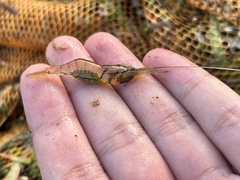 Macrobrachium lanchesteri