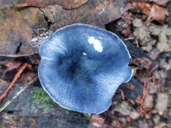 Entoloma burkilliae