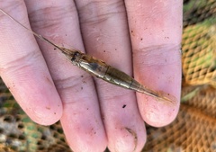 Macrobrachium lanchesteri