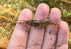 Macrobrachium lanchesteri