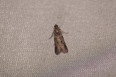 Acrobasis tricolorella