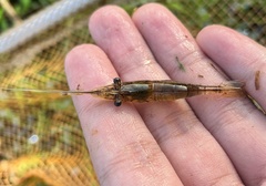 Macrobrachium lanchesteri