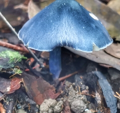 Entoloma burkilliae