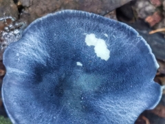 Entoloma burkilliae