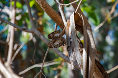 Danaus affinis