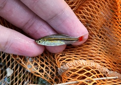 Rasbora borapetensis