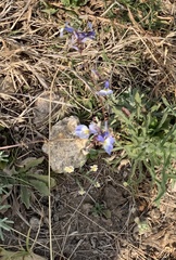 Lobelia erinus