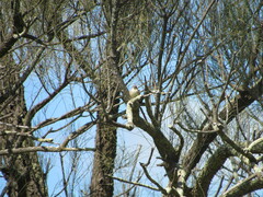 Aphelocephala leucopsis