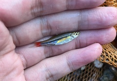 Rasbora borapetensis