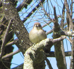 Aphelocephala leucopsis