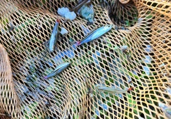 Rasbora borapetensis