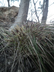 Carex humilis