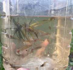 Rasbora borapetensis