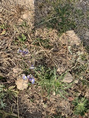 Lobelia erinus