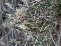 Carex humilis