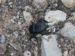 Gonopus