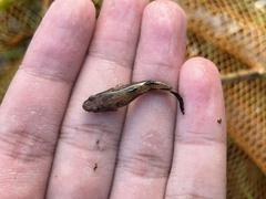 Oxyeleotris marmorata