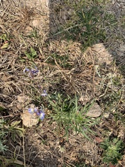 Lobelia erinus