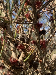 Allocasuarina muelleriana