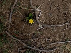Hypoxis hemerocallidea