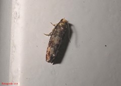 Eucopina tocullionana