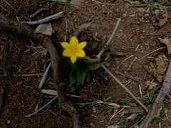 Hypoxis hemerocallidea