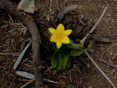 Hypoxis hemerocallidea
