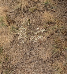 Kohautia amatymbica