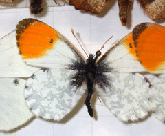 Anthocharis cardamines