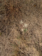 Kohautia amatymbica