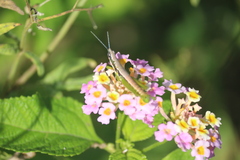 Neorthacris