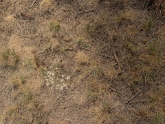 Kohautia amatymbica