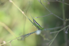 Neorthacris
