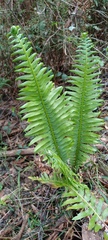 Blechnum nudum