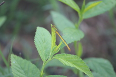 Ceriagrion coromandelianum