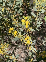Acacia brachybotrya