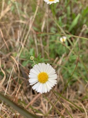 Erigeron karvinskianus