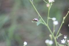 Zygogramma bicolorata