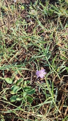 Sixalix atropurpurea