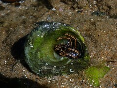 Clibanarius taeniatus