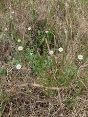 Erigeron karvinskianus