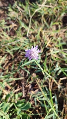 Sixalix atropurpurea