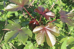 Jatropha gossypiifolia