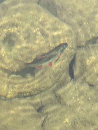 Eastern Cape redfin (Pseudobarbus afer) — Cyprinidae — 4