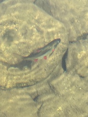 Pseudobarbus afer